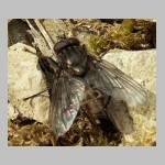 Helina evecta - Fliege m02.jpg